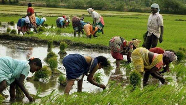 Nanaji Deshmukh Krushi Sanjeevani Yojana